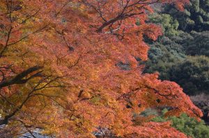 箕面山瀧安寺の紅葉