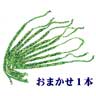 QAJ000